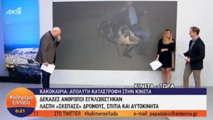 Θηλυκό γουρούνι κυνηγούσε τον ρεπόρτερ του Παπαδάκη