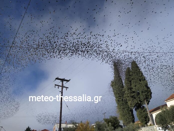 Γκαραβέλια (ή αλλιώς μαυροπούλια)