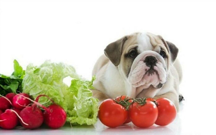 Larisa Dog Academy: Δέκα Επικίνδυνες τροφές για το σκύλο!!!