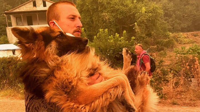 dog