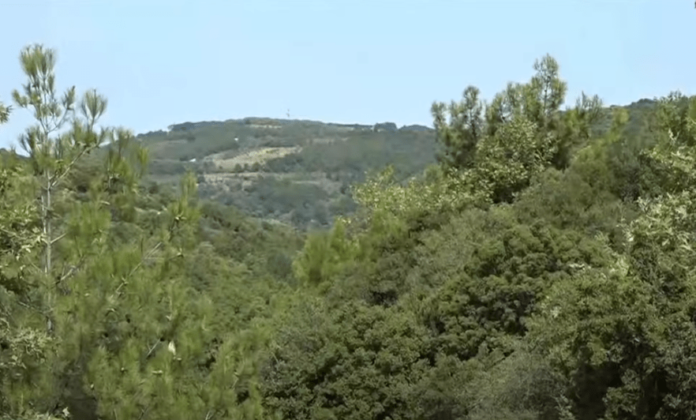 Πράσινο