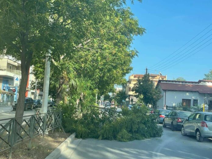 Πτώση δέντρου