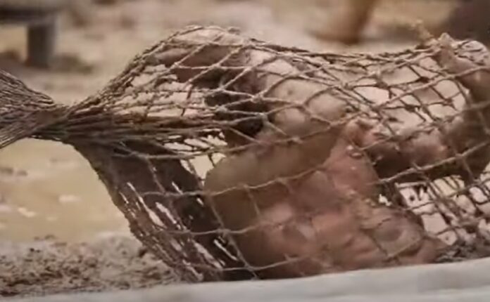 Survivor