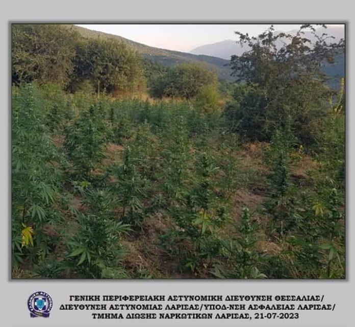 Χασισοφυταία