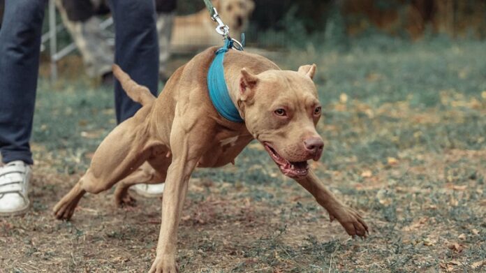 pitbull