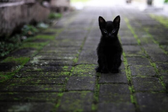 black-cat