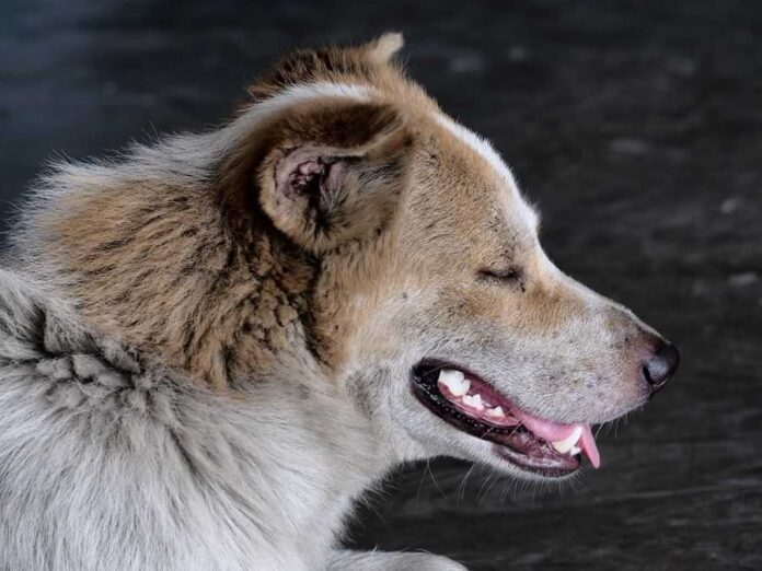 dog